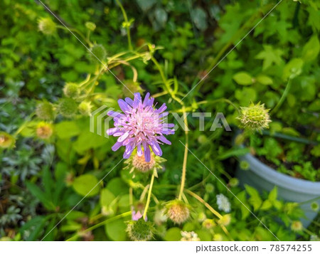 Matthew Matthew 78574255