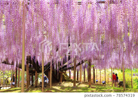Ofuji Ashikaga Flower Park 78574319