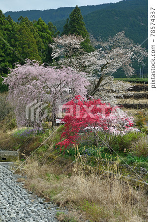 大井川鐵道之旅，德山盛開的垂枝櫻花 78574337