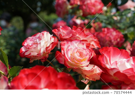 玫瑰 玫瑰 78574444