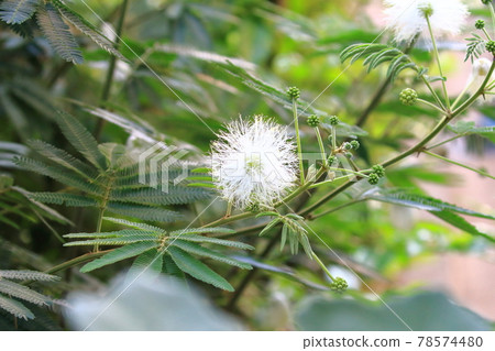 白花沉睡樹 (Albizia spp.) 白花沉睡樹 (Albizia spp.) 78574480