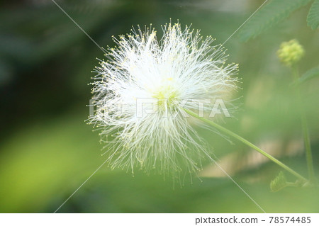 白花沉睡樹 (Albizia spp.) 白花沉睡樹 (Albizia spp.) 78574485