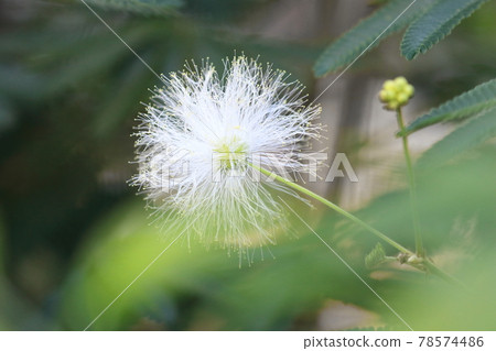 白花沉睡樹 (Albizia spp.) 白花沉睡樹 (Albizia spp.) 78574486