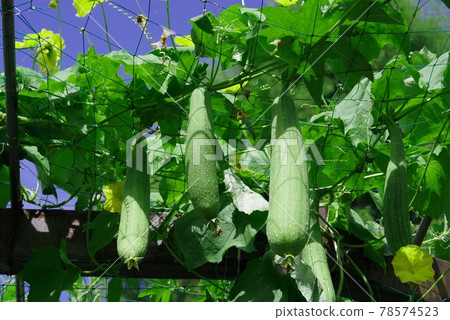 Fruiting loofah 78574523