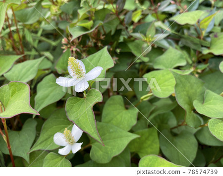 魚腥草花 魚腥草花 78574739