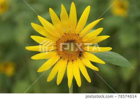 sunflower sunflower 78574814
