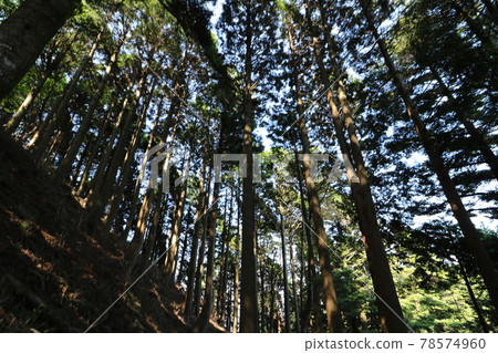 神奈川縣丹澤市的小山山徑 78574960