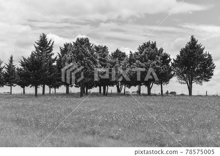 Wild flowers and pines, Patagonia Wild flowers and pines, Patagonia 78575005
