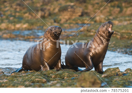 Sea lion female in colony, patagonia Argentina 78575201