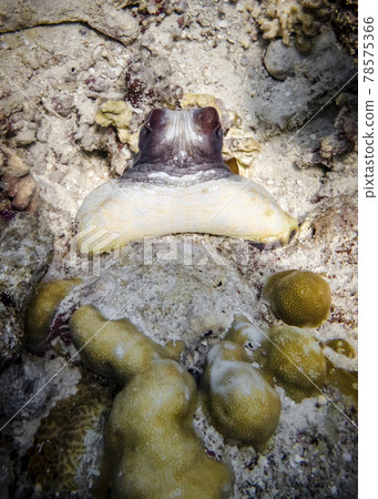 Octopus at the bottom of the Indian Ocean Octopus at the bottom of the Indian Ocean 78575366