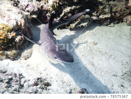 Young white reef shark at the bottom of the Indian Ocean 78575367