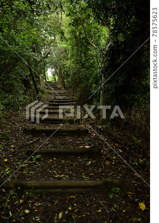 Mountain trail, Shimoda City, Shizuoka Prefecture, Minamiizu, Cape Tarai Trail 78575623