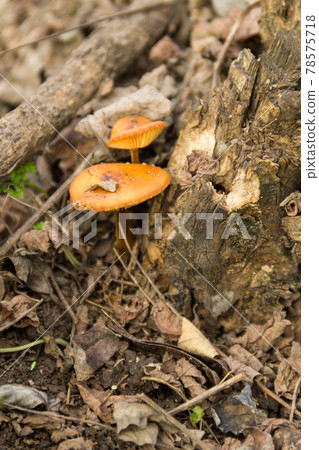 Honey fungus growing on a stump in the forest 78575718