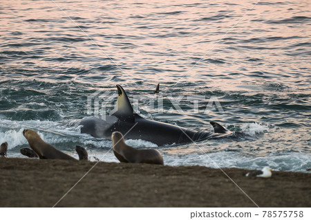 Orca hunt sea lions, Patagonia , Argentina Orca hunt sea lions, Patagonia , Argentina 78575758