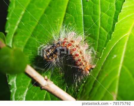 Gypsy moth larvae that are sometimes outbreaks and disliked Gypsy moth larvae that are sometimes outbreaks and disliked 78575792