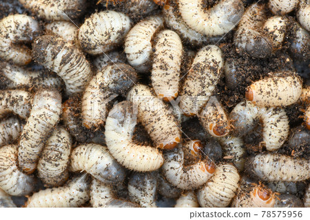 Larva may beetle Larva may beetle 78575956