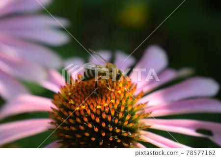 Detailed Closeup of Beautiful Pink or Purple Coneflowers. With Bee Gathering Pollen and Drinking Nectar. 78577162