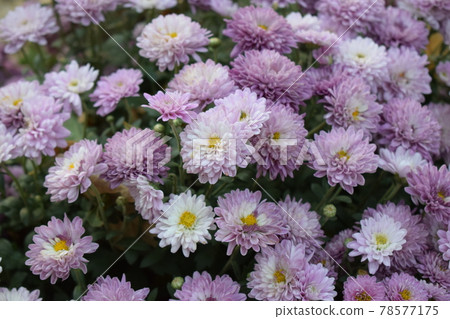 Purple chrysanthemum flowers Purple chrysanthemum flowers 78577175