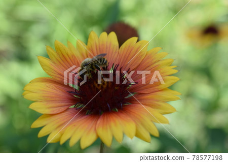 Bee on a flower Gaillardia aristata (common gaillardia) Bee on a flower Gaillardia aristata (common gaillardia) 78577198