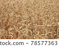 yellow wheat field 78577363