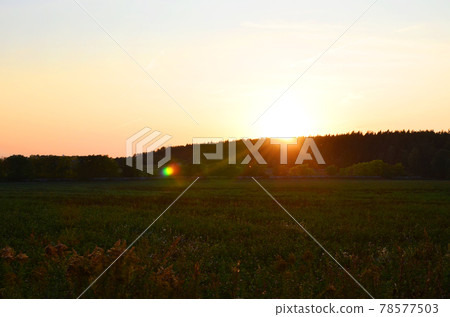 Sunset over the forest and green field in summer season 78577503