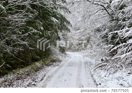 View of a snow-covered road in a wild forest.  78577505