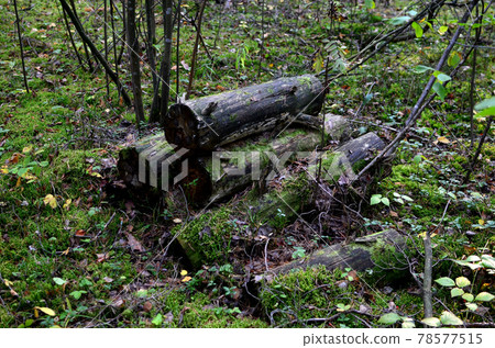 Old rotten logs covered with moss lie on the ground in the wild forest among the trees 78577515