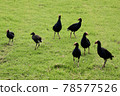 A chick standing in a flock of Pukeko [New Zealand] 78577526