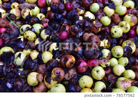 Rotten apples as discarded garbage lie on the ground. Rotten apples as discarded garbage lie on the ground. 78577562