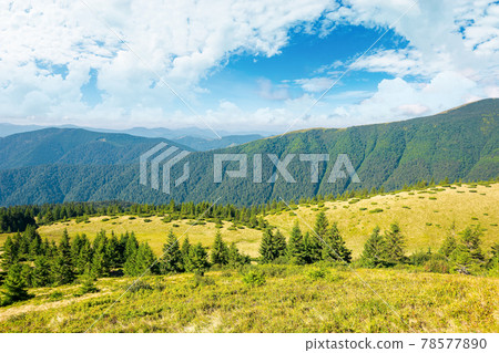 carpathian mountain landscape in summertime. beautiful countryside scenery with trees on the grassy alpine meadows. sunny morning with fluffy clouds on the sky 78577890