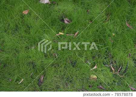 Green unkempt law. Wild grass with fallen leaves. Natural background. Ecology Green unkempt law. Wild grass with fallen leaves. Natural background. Ecology 78578078