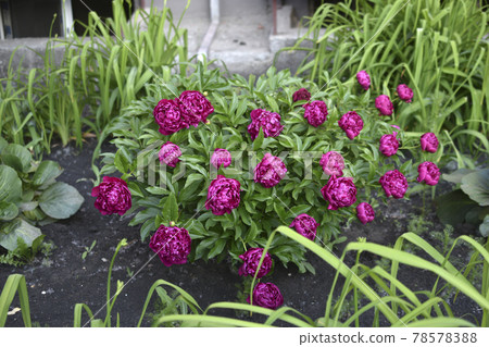 Red peony bushes with greenery in the city Red peony bushes with greenery in the city 78578388