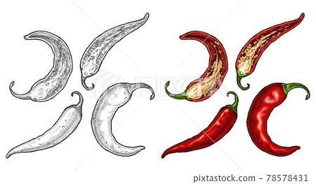 Half and whole pepper chilli. Vintage vector hatching color illustration 78578431
