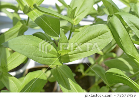 Green bright seedlings of flowers in pots in spring 78578459