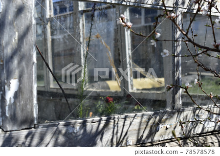 An old greenhouse of rotten windows with cracked paint An old greenhouse of rotten windows with cracked paint 78578578