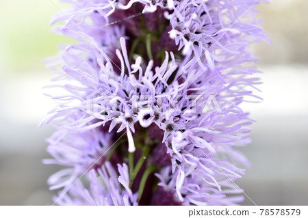 Liatris is a genus of beautiful-flowering perennial herbaceous plants in the Asteraceae family, or Asteraceae Liatris is a genus of beautiful-flowering perennial herbaceous plants in the Asteraceae family, or Asteraceae 78578579