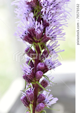 Liatris is a genus of beautiful-flowering perennial herbaceous plants in the Asteraceae family, or Asteraceae 78578582
