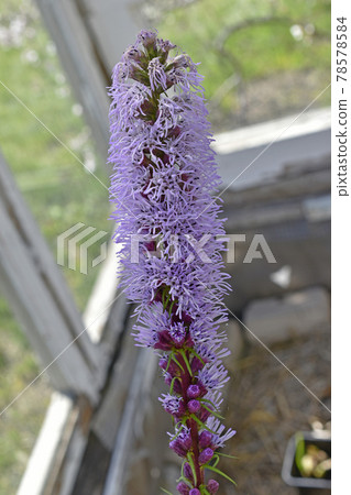 Liatris is a genus of beautiful-flowering perennial herbaceous plants in the Asteraceae family, or Asteraceae Liatris is a genus of beautiful-flowering perennial herbaceous plants in the Asteraceae family, or Asteraceae 78578584