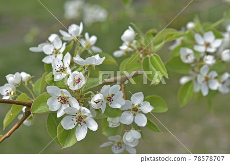 White blooming apple tree flowers in the garden close up White blooming apple tree flowers in the garden close up 78578707