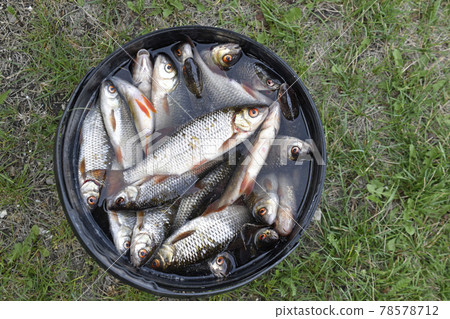 Freshly caught fish roach bream in a bucket in the summer Freshly caught fish roach bream in a bucket in the summer 78578712