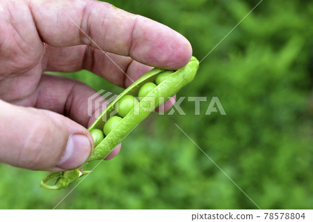 A pod of fresh peas with beans in their hands 78578804