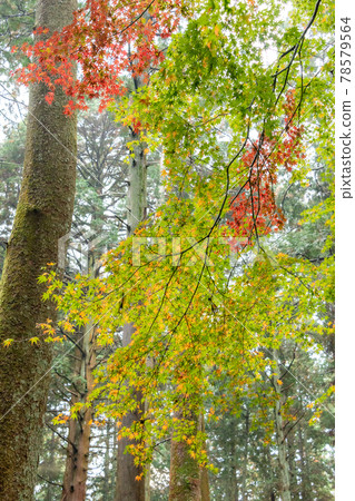 Autumn leaves in the garden of Geikorinji Temple, Shiga Prefecture 78579564