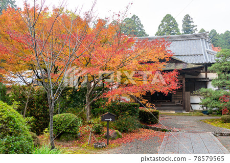 Autumn leaves in the garden of Geikorinji Temple, Shiga Prefecture 78579565