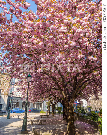 Landscape with cherry blossoms in Paris (France) 78579567