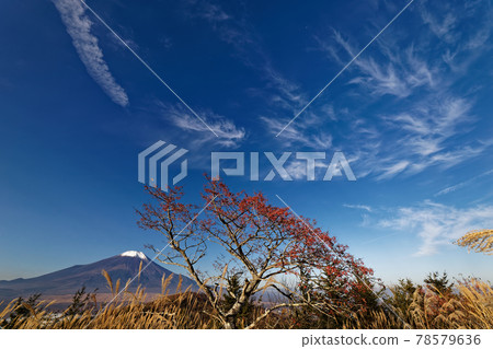山中湖村和平尾山的真由美水果和富士山 78579636