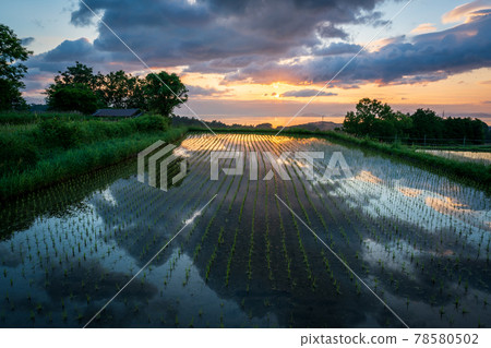 清晨在滋賀縣大津市栗原拍攝的梯田 78580502
