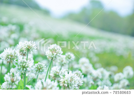 Flower garden of white clover Flower garden of white clover 78580683