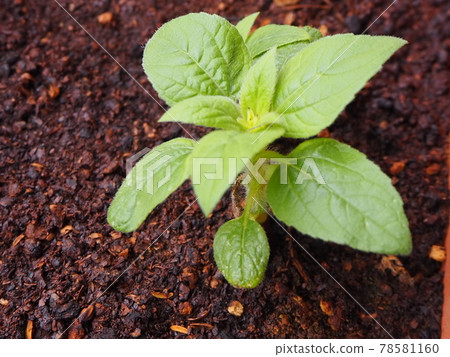 迷你向日葵播種機栽培初夏從發芽開始 1 個月 78581160