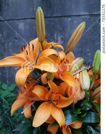 Flowers. Summer flowers. Plants. Garden. Green. Flowers. Summer flowers. Plants. Garden. Green. 78581276