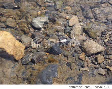 Injured fish, enjoyed in the Okutama River, near the Gyokudo Art Museum, Mitake Station on the JR Ome Line 78581427